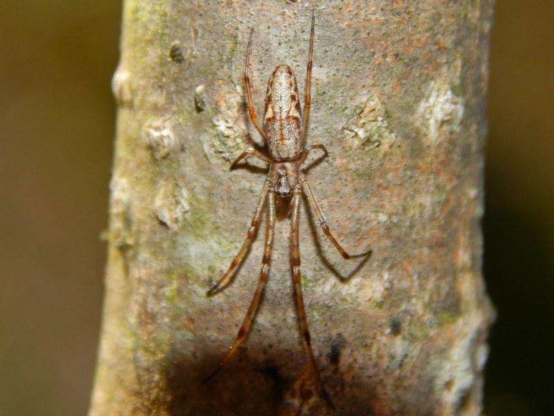 Tetragnatha sp. (in posa terrifica?) - Pontevecchio (MI)